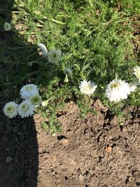 ベルフラワーの花後の管理について教えてください ３月末にベルフラワーの鉢 Yahoo 知恵袋