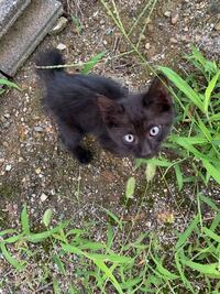 野良猫の赤ちゃんを見つけました この子は生後どれくらいでしょうか Yahoo 知恵袋