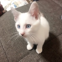 猫が尻尾を振っているときって 怒っているときでしょうか うちにい Yahoo 知恵袋