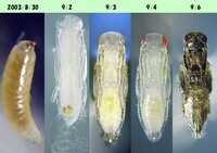 蛹の中身 昆虫のさなぎの中が まだドロドロの液体の内に吸い出して 人工の Yahoo 知恵袋