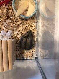 ゴールデンハムスターが今朝生まれた赤ちゃん5匹を噛み頃しました Yahoo 知恵袋