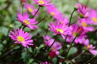 花の名前ご存知の方 教えて下さい そよ様の石垣ですが ピンク色がきれい Yahoo 知恵袋