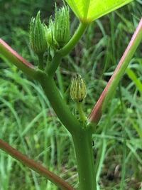 蟻にたかられてオクラの花が咲かず どんどん枯れていきます 葉裏に Yahoo 知恵袋