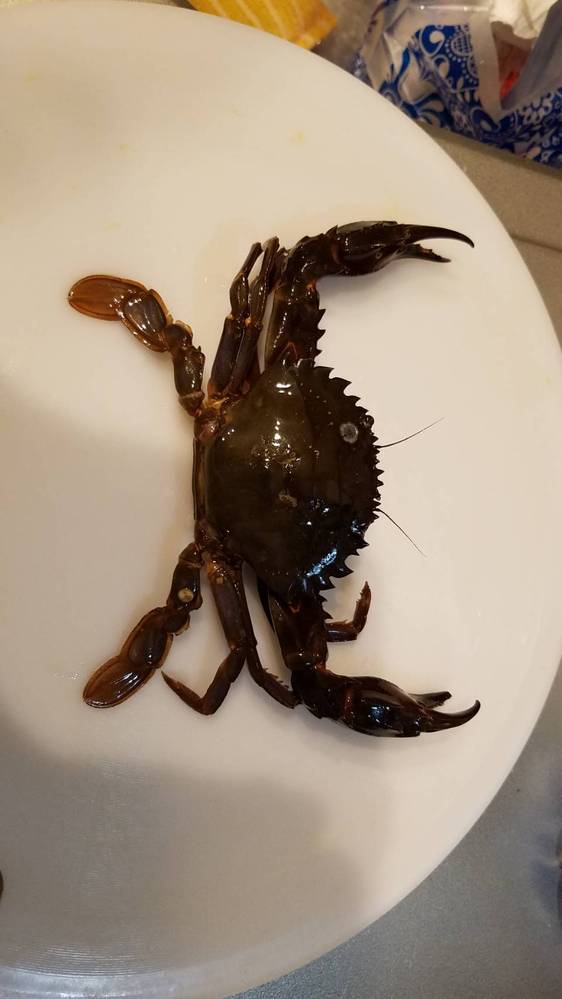 この蟹は食べられますか 名前わかる方いたら教えてください Yahoo 知恵袋