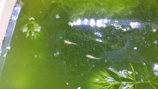 メダカの稚魚が1 5センチぐらいの大きさになってきました 卵 針 Yahoo 知恵袋