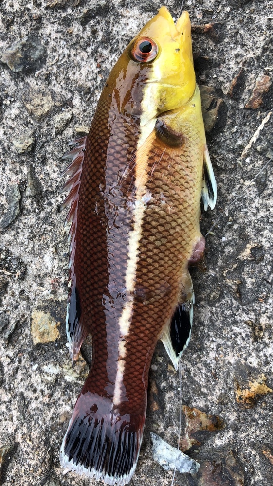防波堤で釣れた魚の名前を教えてくださいベラの仲間に見えますが 