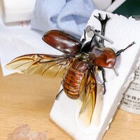 腐敗した昆虫を標本にすることはできますか ただいまコガネムシの標本を作製 Yahoo 知恵袋