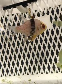 飼ってる海水魚のヒレがボロボロになってしまいました 病 Yahoo 知恵袋