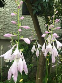 この花は ホタルブクロ カンパニュラ それとも ご存知の方教えて Yahoo 知恵袋