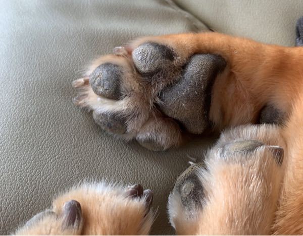 猫の肉球がいつもより赤い - 雄一歳雑種の猫の肉球がいつもより赤 