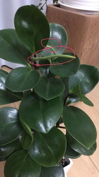 ペペロミアがなんか変です 一年ほど育てている子で 順調に伸び Yahoo 知恵袋