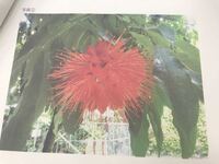 彼岸花に匂いはありますか 私もヒガンバナの香りを嗅いだことがありますが Yahoo 知恵袋