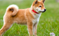 タイトルや歌詞に「犬dog」が入っている皆さんの好きな曲は何ですか？ 私は「子犬のワルツ」
https://youtu.be/CNrl3Yiu7rQ