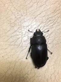 先日からコクワガタのメスが朽木に穴をあけていました 穴はけっこう深いで Yahoo 知恵袋