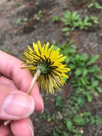 タンポポの花を生で食べても問題ないですか 他の回答者の言 Yahoo 知恵袋