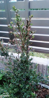 ツゲの木の害虫について ツゲの木に大量につく幼虫に毎年悩まされ Yahoo 知恵袋