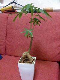 知り合いのブログに育ててると載っていた写真なのですが これは Yahoo 知恵袋