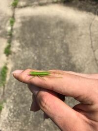 これってなんの幼虫ですか カヤキリかクビキリギスだと思うのですが Yahoo 知恵袋