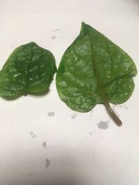 この葉っぱの名前は何ですか 画像の 右上の丸みを帯びた葉 Yahoo 知恵袋