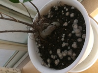 ガジュマルの植木鉢に白い小さな虫が沢山発生しました 園芸やさんで水で洗 Yahoo 知恵袋