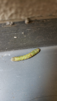 ベランダのゴーヤにいた青虫です 何の幼虫ですか 可愛いです Yahoo 知恵袋