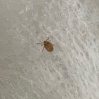 あの 黒い胡麻のような虫を 潰したら 血を吸っていました W 人 Yahoo 知恵袋