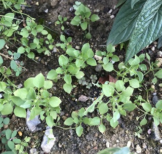 花壇に沢山の芽が生えてきました 植えているヒナソウの芽かと思 Yahoo 知恵袋