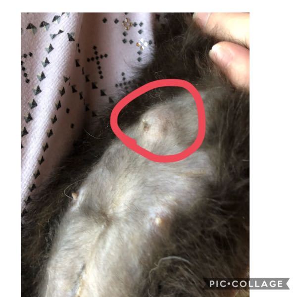 猫の首の部分にしこりがあります。雌猫六歳弱雑種首の部分、喉を挟んだ 
