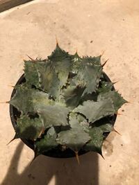 多肉アガベ 雷神 の種がが取れたのですが いつどのように 植えたら良いの Yahoo 知恵袋