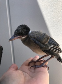 飛べない雛鳥を保護しました 自力で飛べるようになるまで様子を見ようと思 Yahoo 知恵袋