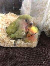 コザクラインコの遺伝子 について質問です 5月生まれの2羽 ホームセン Yahoo 知恵袋