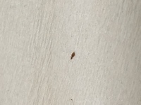 最近 家の中にこの小さい虫が繁殖しています なんと言う虫なんでしょうか 教えて 住まいの先生 Yahoo 不動産