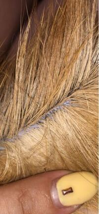 うちの犬の内股 睾丸の周りの皮膚に赤いただれ 湿疹を発見しました 痒い Yahoo 知恵袋