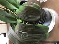 6月に胡蝶蘭を頂き 現在はお花がなくなり葉だけの状態です 先 Yahoo 知恵袋