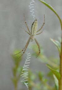 蜘蛛はどうやって巣を作るのでしょうか 最初が不思議です お尻から糸を出しな Yahoo 知恵袋