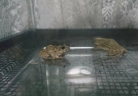 田んぼでカエルを捕まえたのですが このカエルは何という種類ですか Yahoo 知恵袋