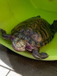 ミドリガメが溺れてしまいました 先ほど帰宅し 飼っているミドリガメの様子 Yahoo 知恵袋