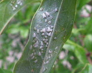 ザクロの木の葉っぱの裏側に 白い虫が繁殖していました 何という害虫でし Yahoo 知恵袋