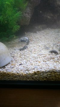 青イソメの飼育について ５日程度前からイソメを飼育し始めたのですが毎日何匹か死 Yahoo 知恵袋