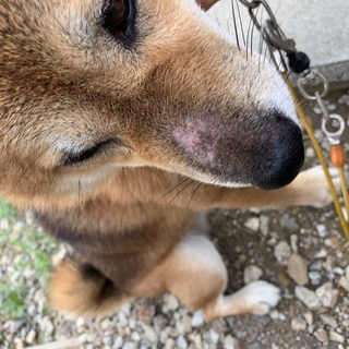 うちの犬が知らない間に鼻の上の皮が剥けているような感じになっ Yahoo 知恵袋