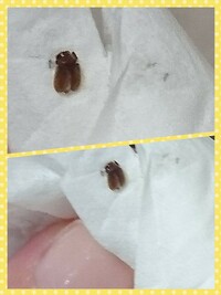 この小さな虫はゴキブリの赤ちゃんですか 違うなら何て虫でしょうか 部屋 Yahoo 知恵袋