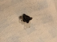 大至急です 服の整理をしていた時に 服の裏についてました 多分7ミリ程度です 教えて 住まいの先生 Yahoo 不動産