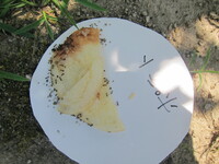 花火で蟻などを燃やすのは 誰もが通る道ですよね 今思うと 子供 Yahoo 知恵袋