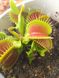 ハエトリソウ 食虫植物 の花について ハエトリソウに花芽がついて Yahoo 知恵袋