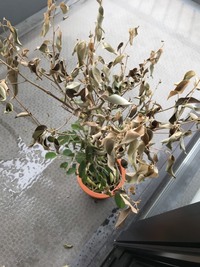 観葉植物のベンジャミンの葉が全て落葉してしまいました 復活させる Yahoo 知恵袋