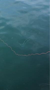 この魚ってなんですか 背びれが長いんですよ 突然現れたと思ったら Yahoo 知恵袋