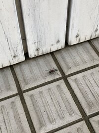 てんとう虫に模様があるのはなぜですの テントウムシは体からま Yahoo 知恵袋
