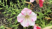 エンドウの花は合弁花ですか 離弁花ですか 合弁花だと思って Yahoo 知恵袋