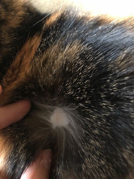 うちの猫に円形脱毛がありました。 - これはストレスですかね 