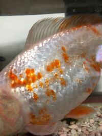 魚の鱗は何のためにあるのですか よろしくお願いします 魚の鱗 Yahoo 知恵袋